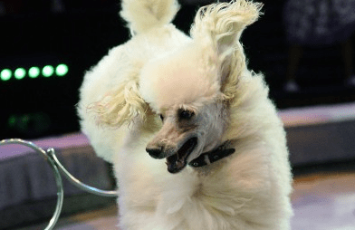 &Kcy;&icy;&pcy;&icy;&shcy;&comma; &IEcy;&lcy;&kcy;&acy;&comma; &Ncy;&ocy;&vcy;&ycy;&jcy; &Gcy;&ocy;&dcy;